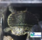 Pseudemys floridana peninsularia, Dieren en Toebehoren, Reptielen en Amfibieën, Schildpad, Tam, 0 tot 2 jaar