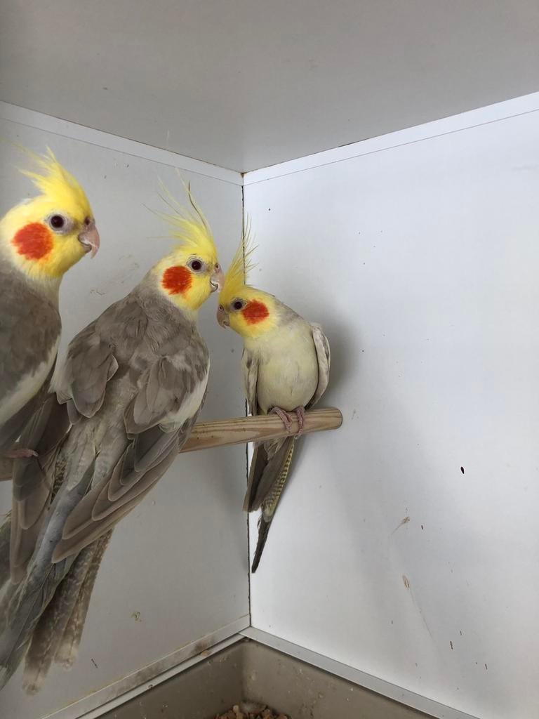 Valkparkieten niet tam, Dieren en Toebehoren, Vogels | Parkieten en Papegaaien, Meerdere dieren, Parkiet
