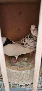 Te koop 4 koppel birmmingham rollers, Dieren en Toebehoren, Meerdere dieren