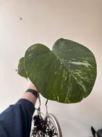 Monstera Variegata stek  kamerplant, Tuin en Terras, Vaste plant, Bloeit niet, Halfschaduw, Ophalen