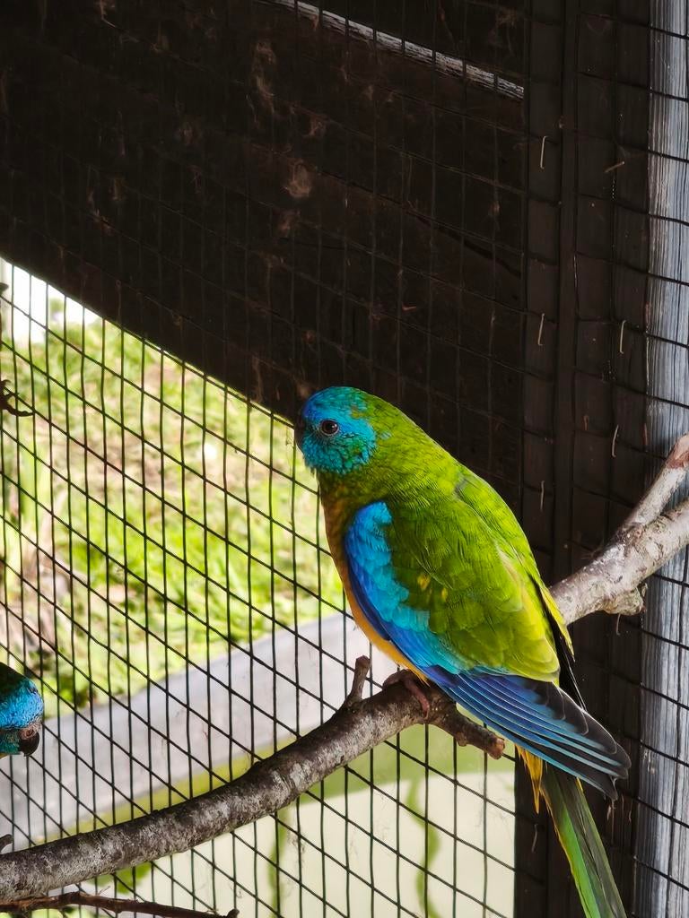 Turquoisine Man, Dieren en Toebehoren, Vogels | Parkieten en Papegaaien, Mannelijk, Parkiet