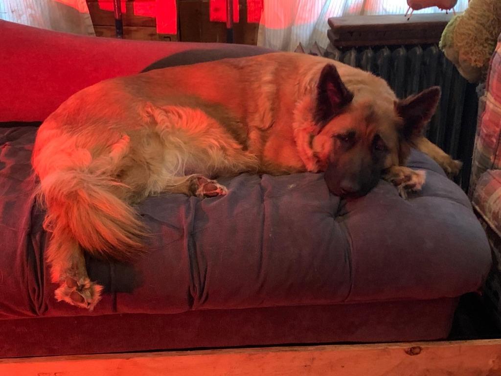 Puppy’s kruising Oud Duitse Herder x Labrador, Parvo, Overige rassen, 8 tot 15 weken, Meerdere