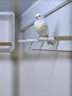 Majoor putter pop bont, Dieren en Toebehoren, Vrouwelijk, Bastaard