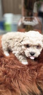 Mooie maltipo pups, Parvo, Overige rassen, 8 tot 15 weken, Meerdere