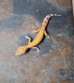 Luipaardgekko Tangerine Tremper albino, Hagedis, Tam, 0 tot 2 jaar
