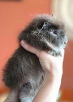 Ch teddy (dek) beertje, November, Mannelijk, Cavia