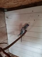 Halsband parkieten laatste koppel, Meerdere dieren, Parkiet