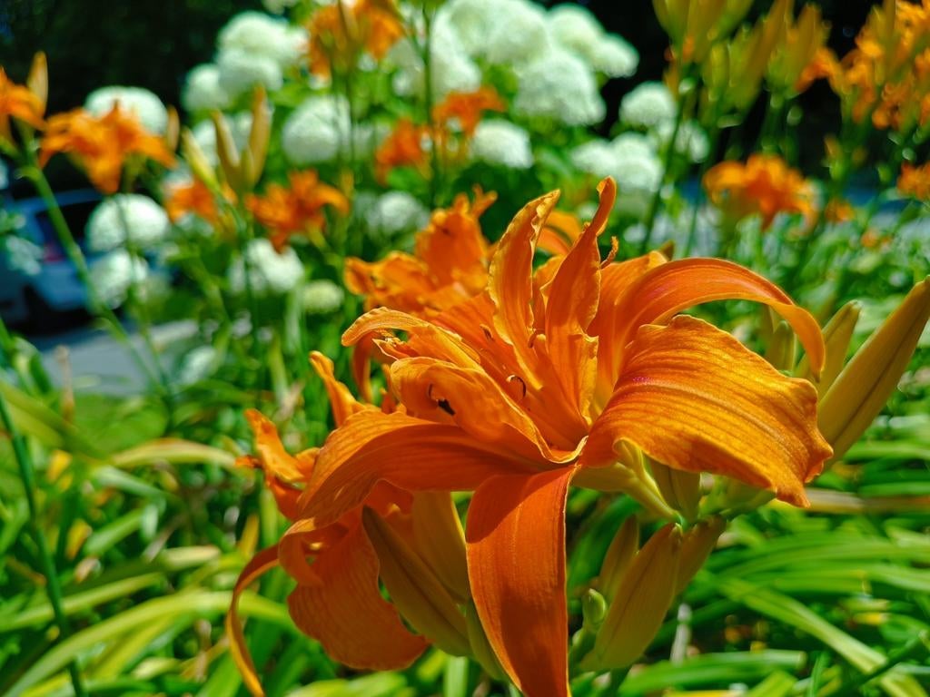 Oranje dubbele lelies, Ophalen, Vaste plant, Overige soorten, Volle zon