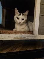 Liefe poes ongeveer 1 jaar, Dieren en Toebehoren