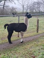 Alpaca dieren., Juni, Mannelijk