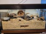 Hamster hok / aquarium / terrarium 100 x 50 x 50, Dieren en Toebehoren, Gebruikt, 75 tot 110 cm, Ophalen, Minder dan 60 cm