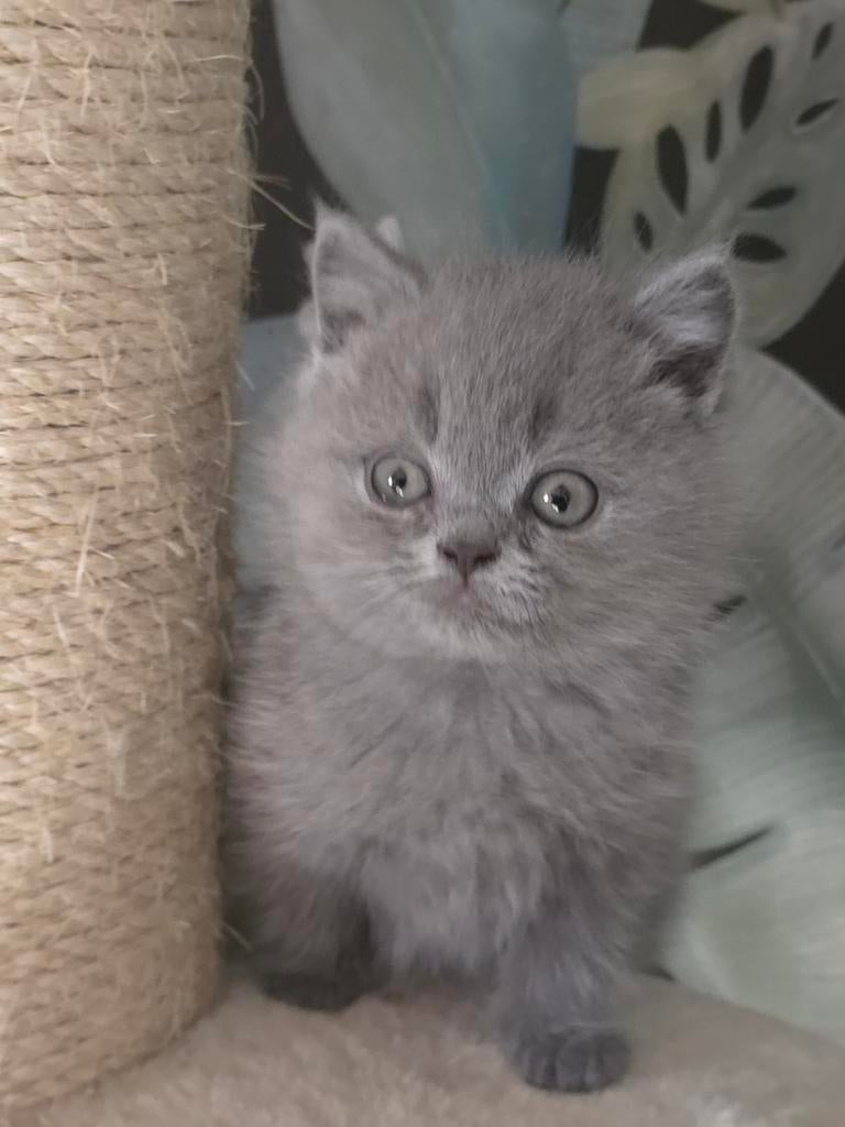 Britse korthaar kitten (poes) Mag verhuizen, Poes, Gechipt