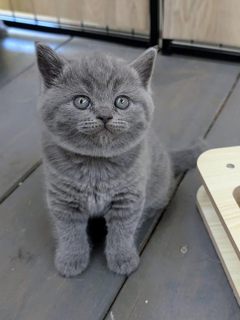 Al deze beautys hebben  een gouden mandje gevonden, Meerdere dieren, Gechipt, 0 tot 2 jaar