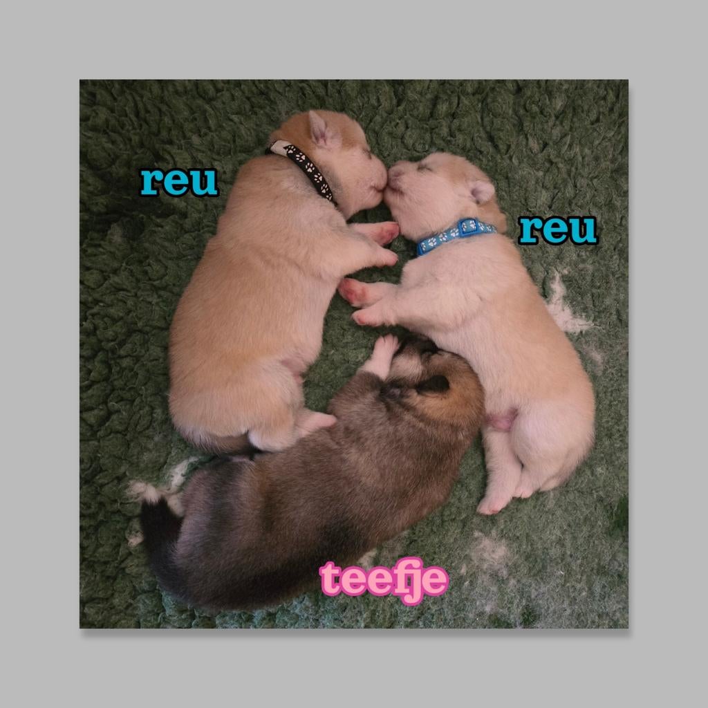 GEBOREN !!! Pups  Alaskan Malamute ..Jap.Akita x Samojeed, Parvo, 8 tot 15 weken, Poolhond, Meerdere