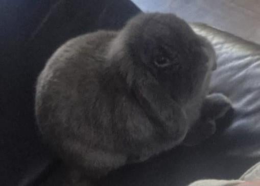 2 lieve mannetjes konijnen met nieuwe hokken enz erbij, Dieren en Toebehoren, Mannelijk, Dwerg, Hangoor, 0 tot 2 jaar