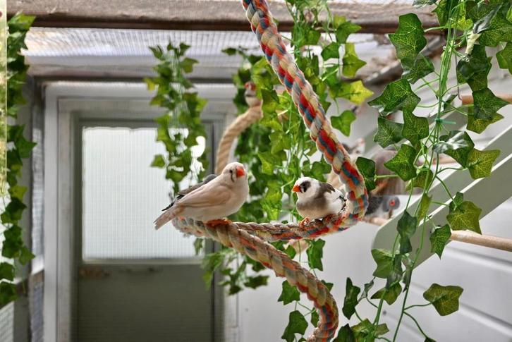 Zebravinken, Dieren en Toebehoren, Vogels | Toebehoren, Kooi-accessoires, Ophalen of Verzenden
