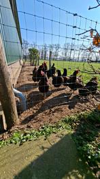 Broedeieren grote Barneveldse kippen, Dieren en Toebehoren, Pluimvee, Geslacht onbekend, Kip