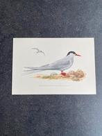 10 prenten vogels soorten meeuwen 16,5x24 samen 20 euro, Antiek en Kunst, Ophalen of Verzenden, Natuur en Biologie