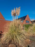 2 grote grassen, Ophalen, Halfschaduw, Overige soorten, 100 tot 250 cm