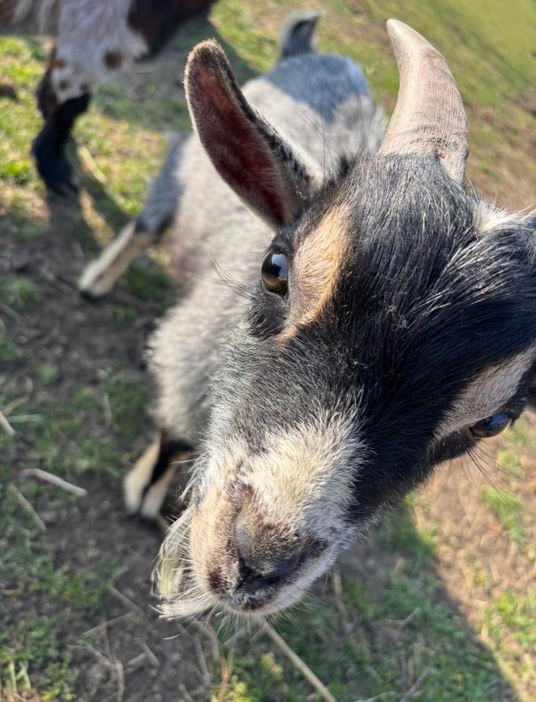 Hele mooie makke blauwschimmel-tan bok!, Mannelijk, Geit, 0 tot 2 jaar