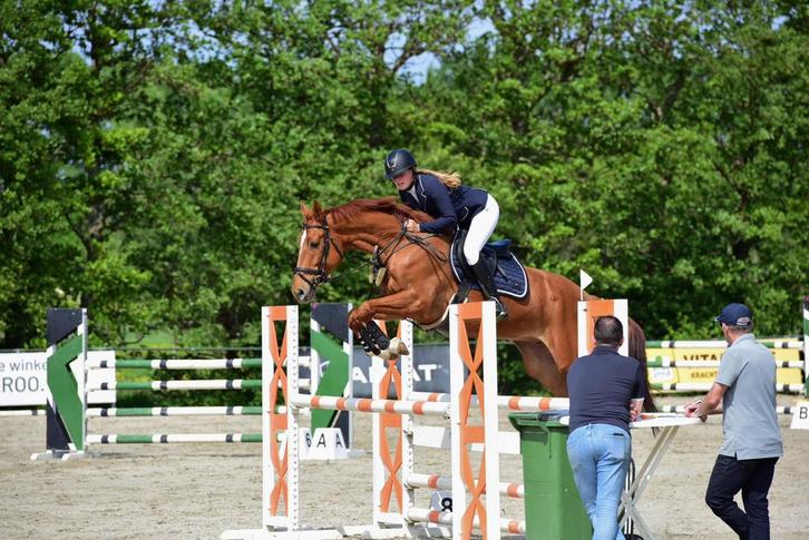 Lieve allrounder, Dieren en Toebehoren, Paarden, Ruin, L, 165 tot 170 cm, 7 tot 10 jaar, Springpaard, Met stamboom, Gechipt, Ontwormd