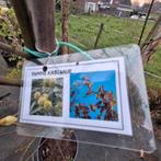 Tamme Kastanje boom - Castanea sativa, Ophalen, Lente