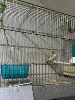 Mooie vogel, Mannelijk