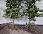 Groene Beuken €1, Tuin en Terras, Planten | Bomen, Ophalen of Verzenden, Bloeit niet, Halfschaduw, Overige soorten