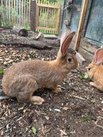 Vlaamse/Duitse reus, Dieren en Toebehoren, Mannelijk, Groot, 0 tot 2 jaar