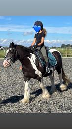 Mooie merrie tinker te koop, Minder dan 160 cm, 11 jaar of ouder, Recreatiepaard, Merrie
