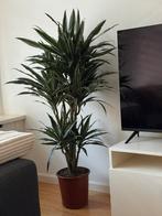 Mooie Dracaena Drakenbloedboom/160 cm, Huis en Inrichting, Kamerplanten, Ophalen, Overige soorten, 150 tot 200 cm