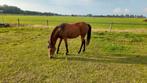 Mooie New Forest enter merrie, Dieren en Toebehoren, Pony's, Merrie, Onbeleerd, D pony (1.37m tot 1.48m), 0 tot 2 jaar