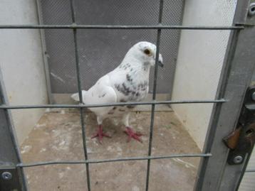 vliegduiven beschikbaar voor biedingen