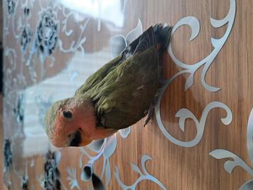Agapornis Rosiecollis (bijna 2 maanden oud) beschikbaar voor biedingen