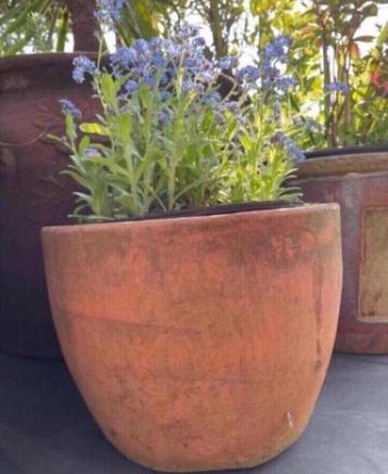 Oud Hollandse kwaliteit dikke terracotta uniek bol bloempot beschikbaar voor biedingen