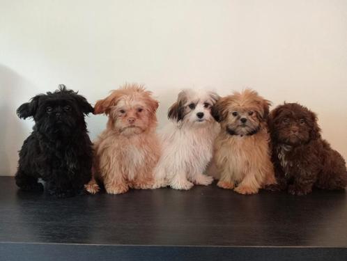 Mooie Boomer pups ShihTzu x Maltezer. Mogen mee ️, Dieren en Toebehoren, Honden | Chihuahua's en Gezelschapshonden, Meerdere dieren