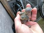 Baby dwergpapagaaien voor handtam, Dieren en Toebehoren, Geslacht onbekend, Dwergpapegaai of Agapornis