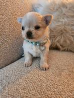 Chihuahua, Dieren en Toebehoren, Honden | Chihuahua's en Gezelschapshonden, België, Particulier, Reu, 8 tot 15 weken