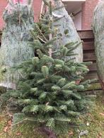 Nordman 150 cm, Tuin en Terras, Ophalen, Volle zon, Overige soorten, 100 tot 250 cm