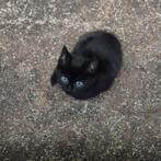 Kittens, poesjes en katers verschillende kleuren te koop!, Dieren en Toebehoren