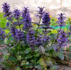 Zenegroen Ajuga Reptans bodembedekker vlinders bijen inheems, Ophalen, Bodembedekkers, Vaste plant, Halfschaduw