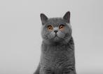 Brits korthaar gezocht ., Poes