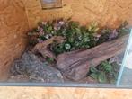1 terrarium, Ophalen, Gebruikt, Terrarium of Paludarium