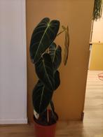Philodendron, Ophalen of Verzenden, Halfschaduw, Minder dan 100 cm