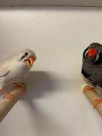 zebravinken mannen en koppels, Dieren en Toebehoren, Vogels | Overige Vogels, Meerdere dieren, Tropenvogel