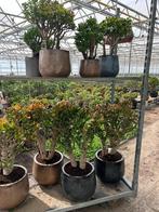 Crassula Horntree (Jade) Geldboompje - Groot/Klein, Ophalen, Vetplant, In pot, Minder dan 100 cm