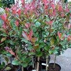 Photunia Red Robin / Bol op stam, Ophalen, Overige soorten, 100 tot 250 cm