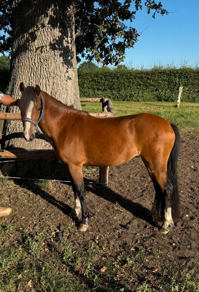 Welsh pony 2,5 jaar Merrie, Dieren en Toebehoren, Pony's, Merrie, Onbeleerd, B pony (1.17m tot 1.27m), 3 tot 6 jaar, Gechipt, Ontwormd