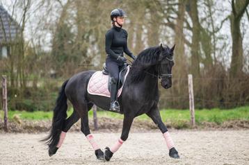 Ruime, paardenstalling,pensionstalling,trainingsstal beschikbaar voor biedingen