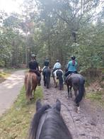 Lease paarden en ponys en stalling, Dieren en Toebehoren, Stalling